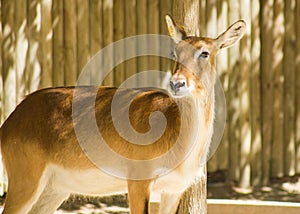 Juvenil lechwe (Kobus leche), a kind of antelope