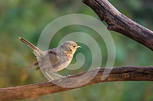 Juvenil Nightingale photo