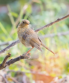 Juvenil Nightingale photo