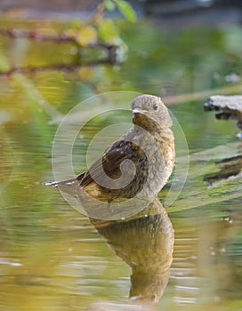 Juvenil Nightingale taking a bath