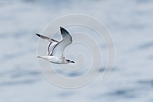 A juvenile or 1st Year, Mediterranean Gull seagull in flight .