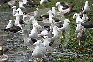 Juvenile and adult Belcher`s gulls on the beach photo