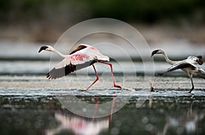 A Juvenile and an adult lesser Flamingos running to fly, lake Bogoria