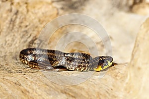 Juvenile aesculapian snake basking on wood stump