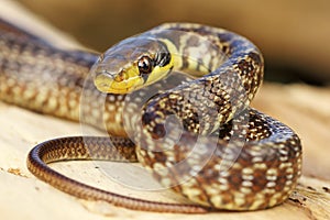 Juvenile aesculapian snake on tree stump