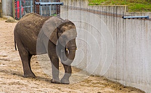 Juvenile african elephant with small tusks, Vulnerable animal specie from Africa