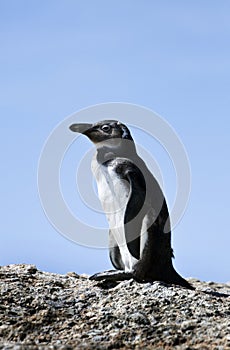 Juvenile African Penguin