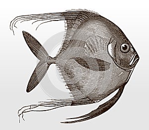 Juvenile African pompano, alectis ciliaris, a tropical marine fish in side view