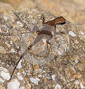 Juvenile African Red Head Agama