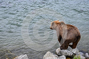 Juvenile Alaskan brown bear standing on a riverside rock looking into the Brooks River for salmon, Alaska