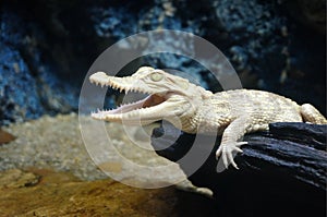 Juvenile albino crocodile,Albino crocodile