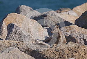 Juvenile Allied Rock Wallaby