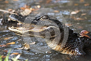 Juvenile Alligator with mouth open showing teeth