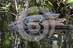 Juvenile Alligator Reflection in Everglades