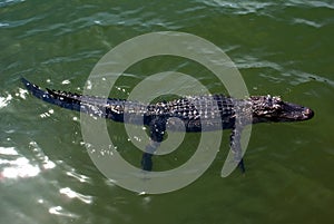 Juvenile alligator swimming in pond on Hilton Head Island South Carolina