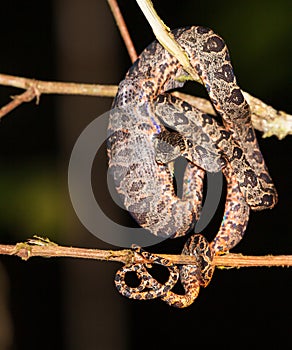Juvenile Amazon Tree Boa