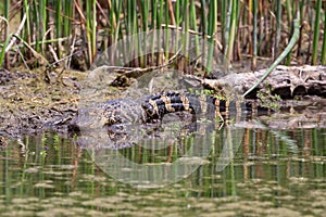 juvenile American alligator