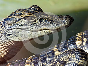 Juvenile American Alligator