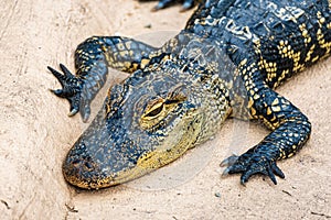 Juvenile American alligator Alligator mississippiensis - Florida, USA