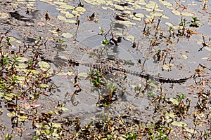 Juvenile American Alligator Alligator mississippiensis lying on  log  in swamp