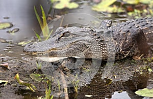 Juvenile American Alligator along Okefenokee Swamp Island Drive, Georgia