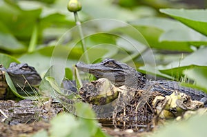 Juvenile American Alligator, Okefenokee Swamp National Wildlife Refuge