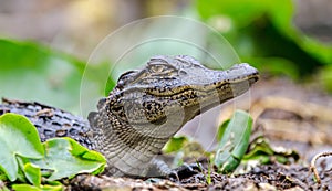 Juvenile American Alligator, Okefenokee Swamp National Wildlife Refuge