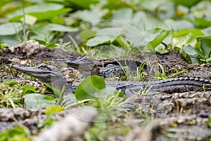 Juvenile American Alligator, Okefenokee Swamp National Wildlife Refuge