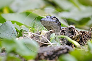 Juvenile American Alligator, Okefenokee Swamp National Wildlife Refuge