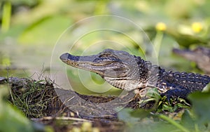 Juvenile American Alligator, Okefenokee Swamp National Wildlife Refuge