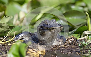 Juvenile American Alligator, Okefenokee Swamp National Wildlife Refuge