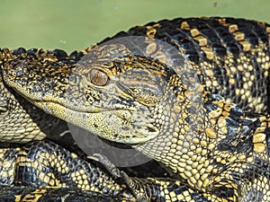 Juvenile American Alligator Resting