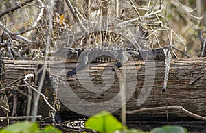 Juvenile American Alligator sunning on log, Okefenokee Swamp National Wildlife Refuge