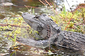 Juvenile American Alligator on Swamp Island Drive in the Okefenokee Swamp, Georgia