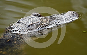 Juvenile American Alligator swimming in Nini Chapin Pond  at Pinckney Island National Wildlife Refuge photo