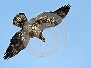 Juvenile American Bald Eagle