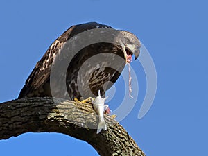 Juvenile American Bald Eagle eating