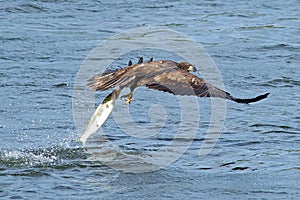 Juvenile American Bald Eagle Fish Grab