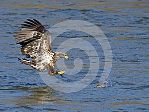 Juvenile American Bald Eagle Fish Grab