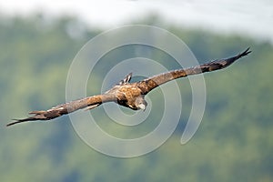 Juvenile American Bald Eagle