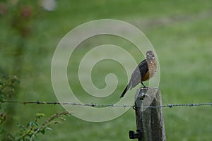 Juvenile American robin perched on a fence post
