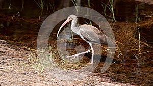 Juvenile American white ibis