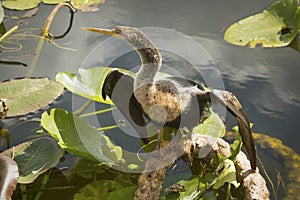 Juvenile anhinga stands with wings outspread in Florida`s Evergl