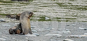 Juvenile Antarctic fur seal (Arctocephalus gazella) in South Georgia in its natural environment