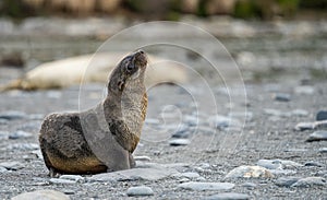 Juvenile Antarctic fur seal (Arctocephalus gazella) in South Georgia in its natural environment