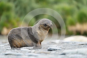 Juvenile Antarctic fur seal (Arctocephalus gazella) in South Georgia in its natural environment