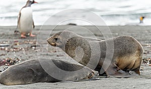 Juvenile Antarctic fur seal (Arctocephalus gazella) in South Georgia in its natural environment