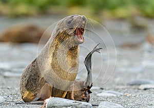 Juvenile Antarctic fur seal (Arctocephalus gazella) in South Georgia in its natural environment