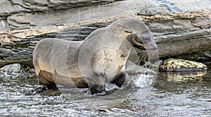 Juvenile Antarctic fur seal (Arctocephalus gazella) in South Georgia in its natural environment