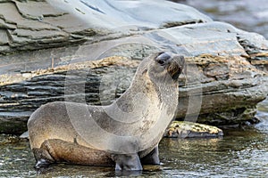 Juvenile Antarctic fur seal (Arctocephalus gazella) in South Georgia in its natural environment